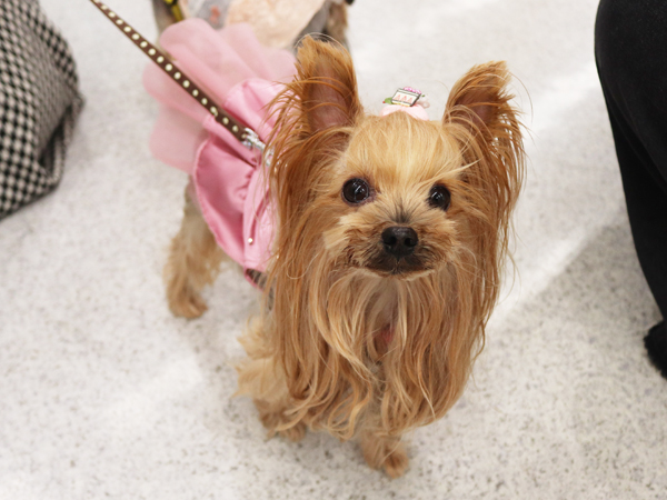 ☆モデル犬の里帰り☆～ピンキーちゃん・クッピーちゃん～